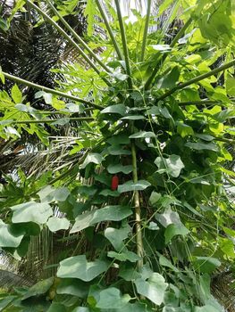 Papaya plant with papaya green leaves. nice shaped leaves