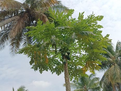 Papaya plant with green leaves and attracting.The view of papaya plant and the sky