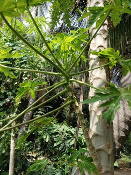 Papaya plant with papaya green leaves. nice shaped leaves
