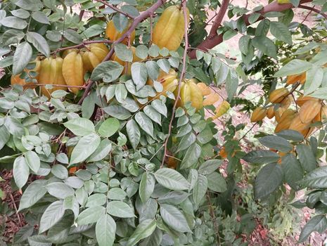 yellow coloured beautiful star fruit in a plant with green leaves. the fruit looks colourful and its just amazing