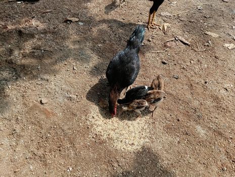 Chickens and their young ones eating food in poultry.Small chickens and others are keen on eating raw uncooked rice