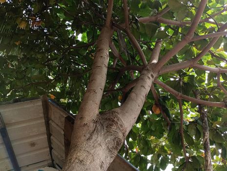Badam tree green leaves in a live tree view from bottom . High quality photo