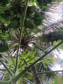 The view of coconut and papaya tree from bottom.This photo has a view of two trees