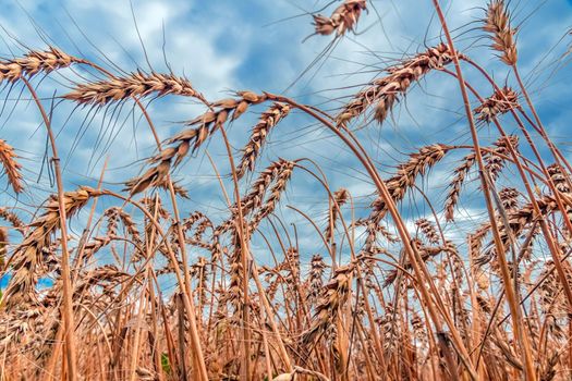 Golden Cereal field with ears of wheat,Agriculture farm and farming concept.Harvest.Wheat field.Rural Scenery.Ripening ears.Rancho harvest Concept.Ripe ears of wheat.Cereal crop.Bread, rye and grain