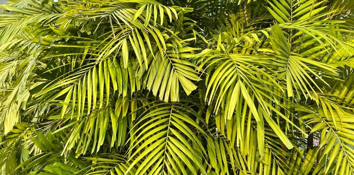 Tropical palm leaves, floral pattern background, real photo in Indonesia