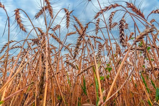 Golden Cereal field with ears of wheat,Agriculture farm and farming concept.Harvest.Wheat field.Rural Scenery.Ripening ears.Rancho harvest Concept.Ripe ears of wheat.Cereal crop.Bread, rye and grain