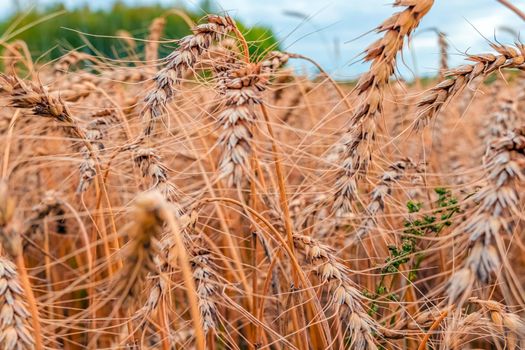 Golden Cereal field with ears of wheat,Agriculture farm and farming concept.Harvest.Wheat field.Rural Scenery.Ripening ears.Rancho harvest Concept.Ripe ears of wheat.Cereal crop.Bread, rye and grain