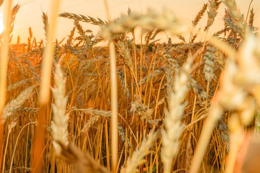 Golden Cereal field with ears of wheat,Agriculture farm and farming concept.Harvest.Wheat field.Rural Scenery.Ripening ears.Rancho harvest Concept.Ripe ears of wheat.Cereal crop.Bread, rye and grain