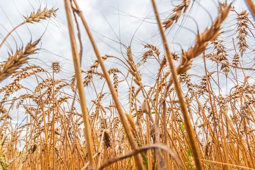 Golden Cereal field with ears of wheat,Agriculture farm and farming concept.Harvest.Wheat field.Rural Scenery.Ripening ears.Rancho harvest Concept.Ripe ears of wheat.Cereal crop.Bread, rye and grain