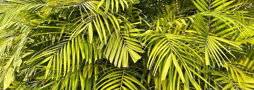 Tropical palm leaves, floral pattern background, real photo in Indonesia