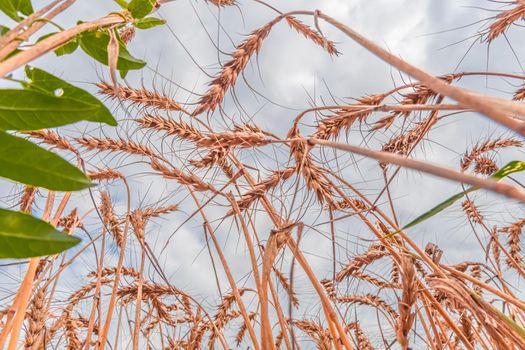 Golden Cereal field with ears of wheat,Agriculture farm and farming concept.Harvest.Wheat field.Rural Scenery.Ripening ears.Rancho harvest Concept.Ripe ears of wheat.Cereal crop.Bread, rye and grain