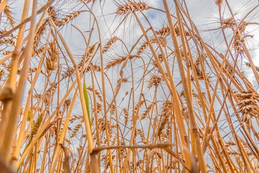 Golden Cereal field with ears of wheat,Agriculture farm and farming concept.Harvest.Wheat field.Rural Scenery.Ripening ears.Rancho harvest Concept.Ripe ears of wheat.Cereal crop.Bread, rye and grain