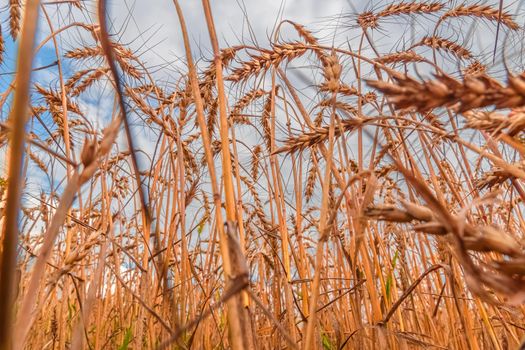 Golden Cereal field with ears of wheat,Agriculture farm and farming concept.Harvest.Wheat field.Rural Scenery.Ripening ears.Rancho harvest Concept.Ripe ears of wheat.Cereal crop.Bread, rye and grain