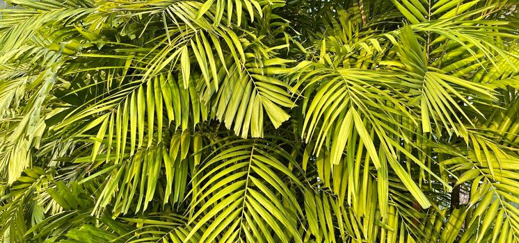 Tropical palm leaves, floral pattern background, real photo in Indonesia