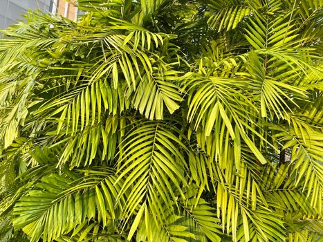 Tropical palm leaves, floral pattern background, real photo in Indonesia