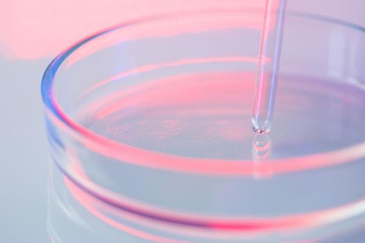A medical professional, laboratory assistant, doctor performs an analysis in a laboratory, uses test tubes, a pipette and a petri dish for the presence of bacteria in the human body. Selective focus