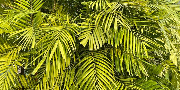 Tropical palm leaves, floral pattern background, real photo in Indonesia