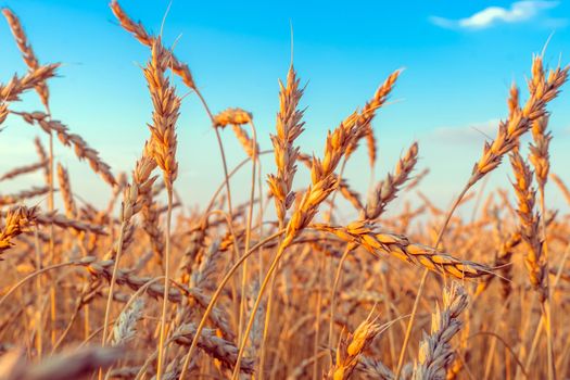 Golden Cereal field with ears of wheat,Agriculture farm and farming concept.Harvest.Wheat field.Rural Scenery.Ripening ears.Rancho harvest Concept.Ripe ears of wheat.Cereal crop.Bread, rye and grain