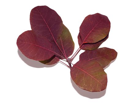 A burgundy barberry branch highlighted on a white background. A shrub for an ornamental garden, a design element.Texture or background