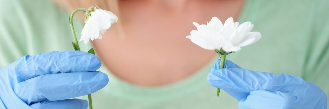 Close-up of young woman florist holding chamomile in protective blue gloves. Person enjoy gardening, grow plants at home. Hobby, biology, leisure concept