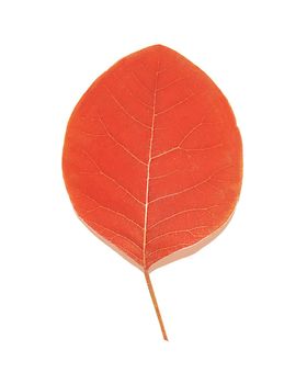 A single dry shrub leaf highlighted on a white background.Background or texture.
