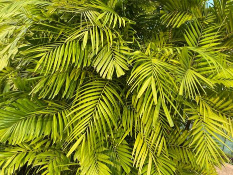 Tropical palm leaves, floral pattern background, real photo in Indonesia