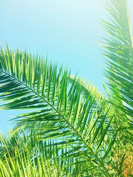 Tropical nature, vintage backdrop and summer vacation concept - Palm tree leaves and the sky, summertime travel background