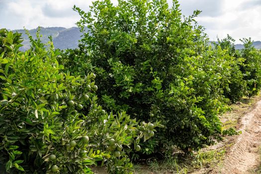 Unripe oranges on an orange tree branch on a sunny day