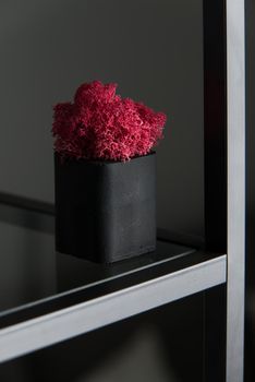 claret moss in a black concrete pot on a shelf