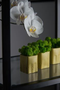 claret moss in a black concrete pot on a shelf