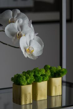 claret moss in a black concrete pot on a shelf