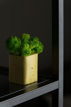 claret moss in a black concrete pot on a shelf