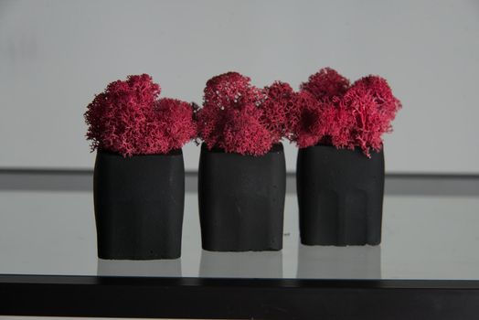 claret moss in a black concrete pot on a shelf