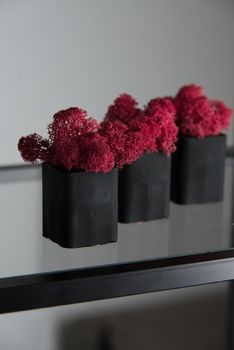 claret moss in a black concrete pot on a shelf