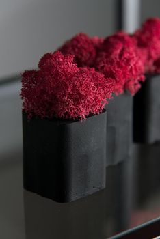 claret moss in a black concrete pot on a shelf