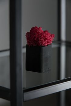 claret moss in a black concrete pot on a shelf