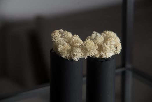 white moss in a black concrete pot on a shelf