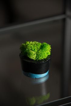 moss in black and blue concrete pot.