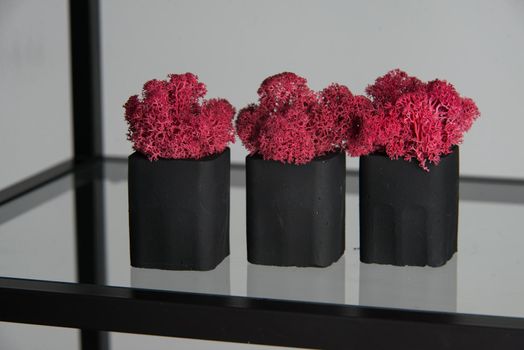 claret moss in a black concrete pot on a shelf
