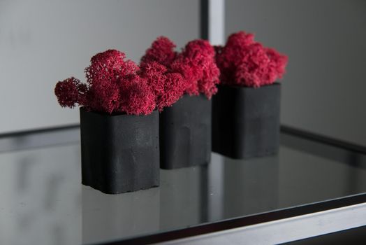 claret moss in a black concrete pot on a shelf