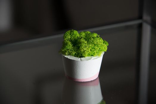 moss in white and pink concrete pot.