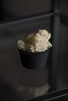 white moss in a black concrete pot on a shelf