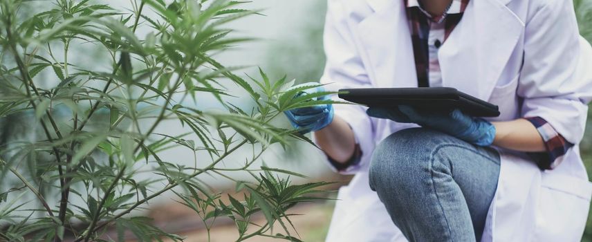 Portrait of scientist checking and analizing hemp plants, The doctor is researching marijuana. Concept of herbal alternative medicine, cbd hemp oil, pharmaceutical industry.