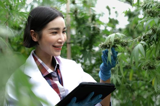 Scientist, Researcher woman wearing coat in cannabis laboratory, examining hemp and marijuana specimen. Herbal alternative medicine, CBD, THC, Pharmasutical industry..