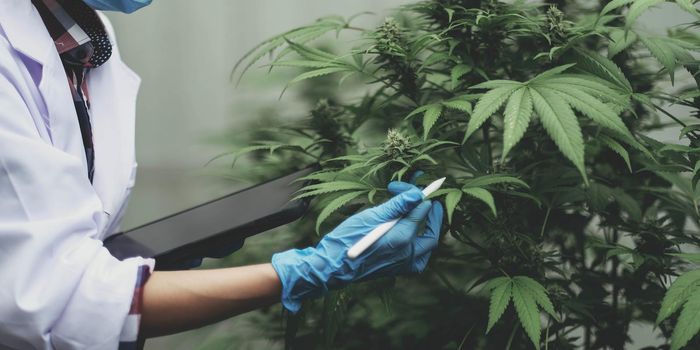 An Asian woman Agriculturist, Researcher, Farmer or Gardener recording cannabis cultivation data on a tablet to improve quality, under the soft of sunlight..