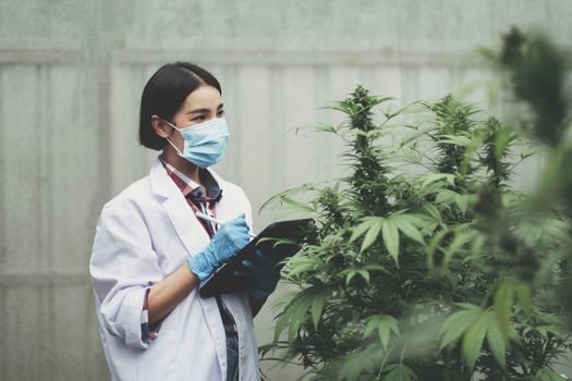 An Asian woman Agriculturist, Researcher, Farmer or Gardener recording cannabis cultivation data on a tablet to improve quality, under the soft of sunlight..