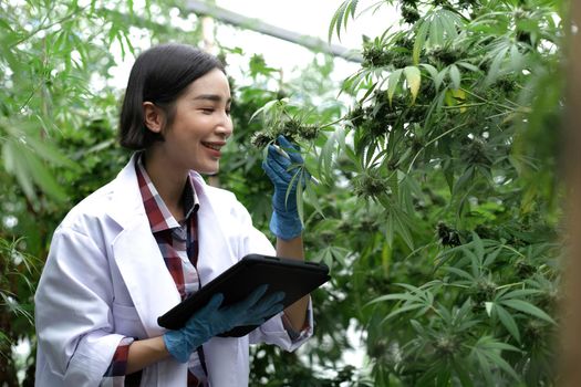 Scientist, Researcher woman wearing coat in cannabis laboratory, examining hemp and marijuana specimen. Herbal alternative medicine, CBD, THC, Pharmasutical industry..