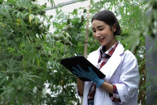 Scientist, Researcher woman wearing coat in cannabis laboratory, examining hemp and marijuana specimen. Herbal alternative medicine, CBD, THC, Pharmasutical industry..