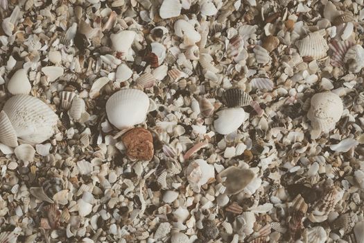 Close-up seashells on beach sand summer day. Abstract ocean background pattern collection.