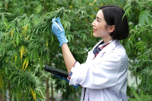 A scientist examines cannabis with a tablet in his hands. Medical research of marijuana leaves plants..